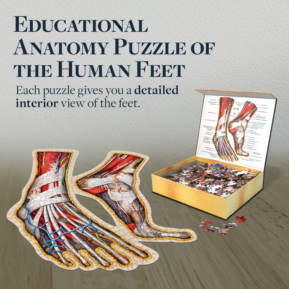 Genius Games Dr Livingston's anatomy guide included helps identify parts during assembly.