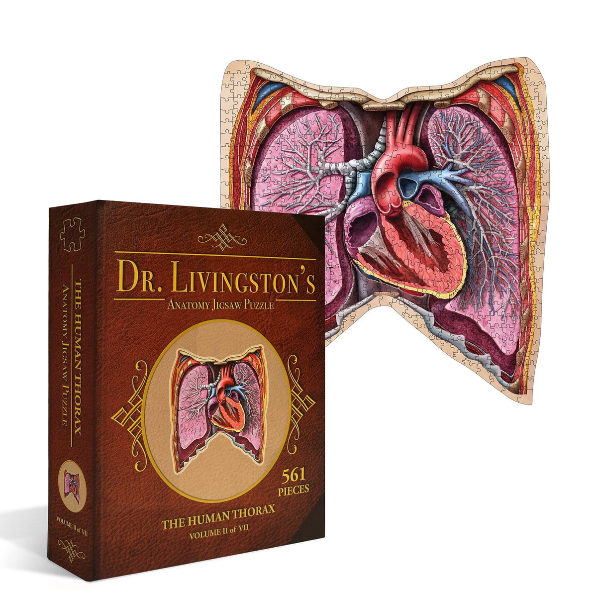 Genius Games human-thorax anatomy puzzle cover for classroom demonstrations and exploration.