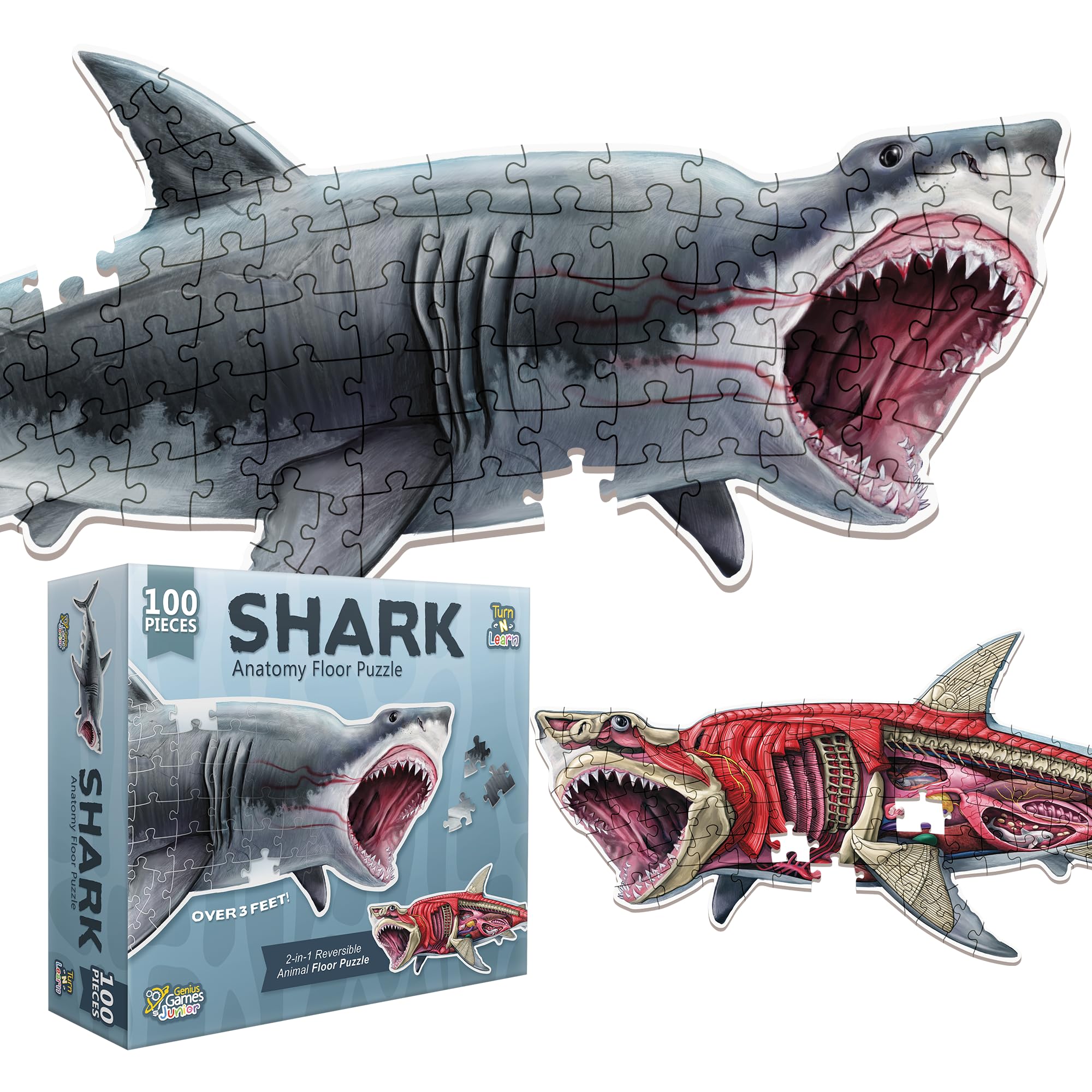 Genius Games Shark artwork visual engages kids with vibrant ocean life.