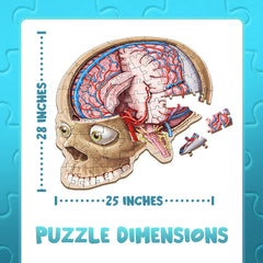 Brain puzzle displayed on wall as an educational centerpiece