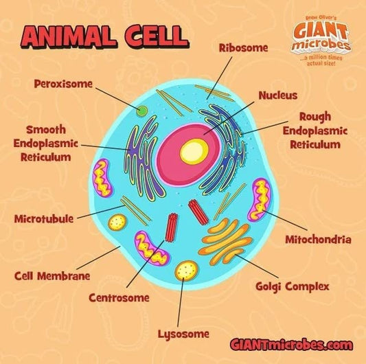 GIANT MICROBES mitochondria plush supports interactive cellular energy concepts.