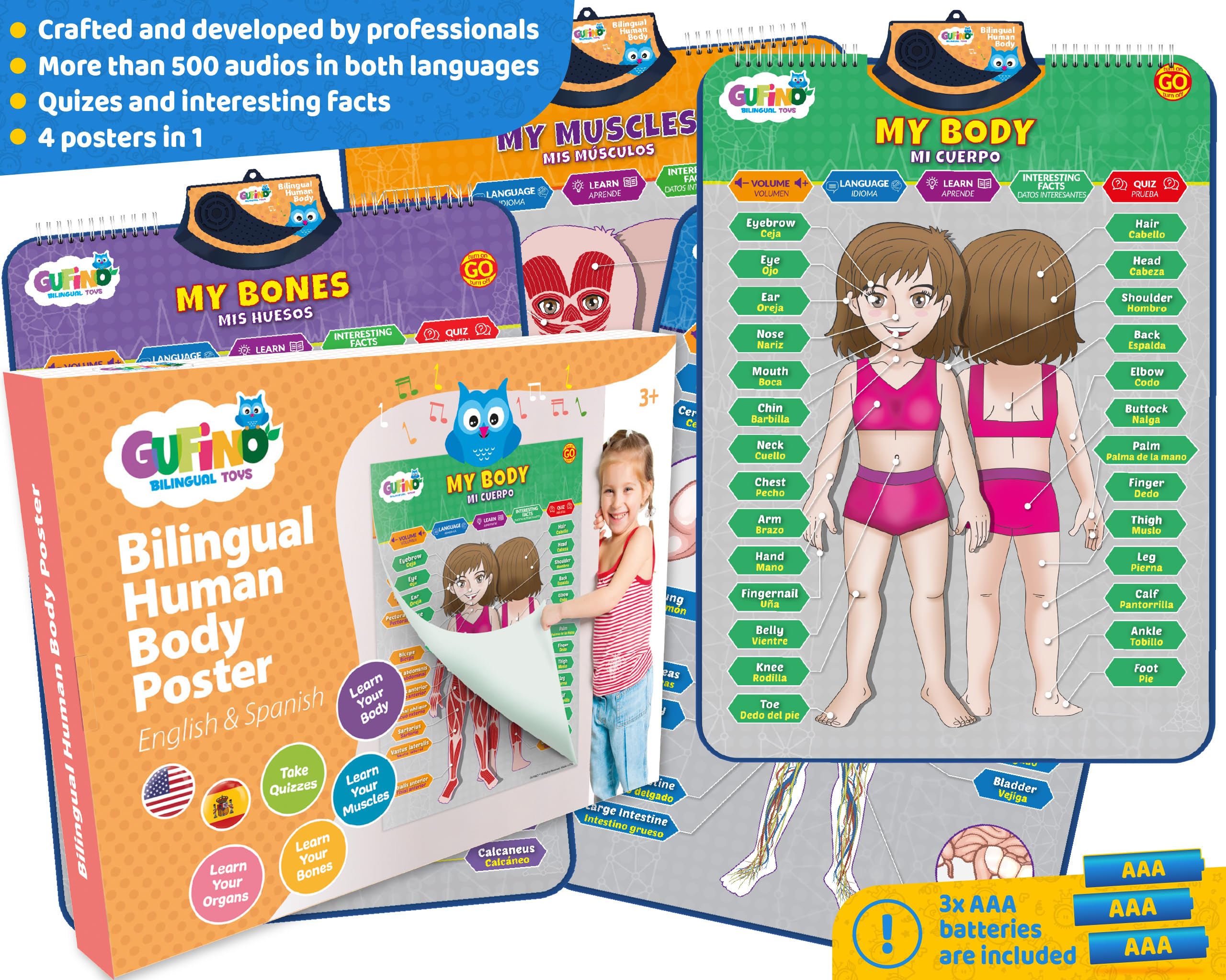 GUFINO high-quality translations support clear explanations of organs and bones