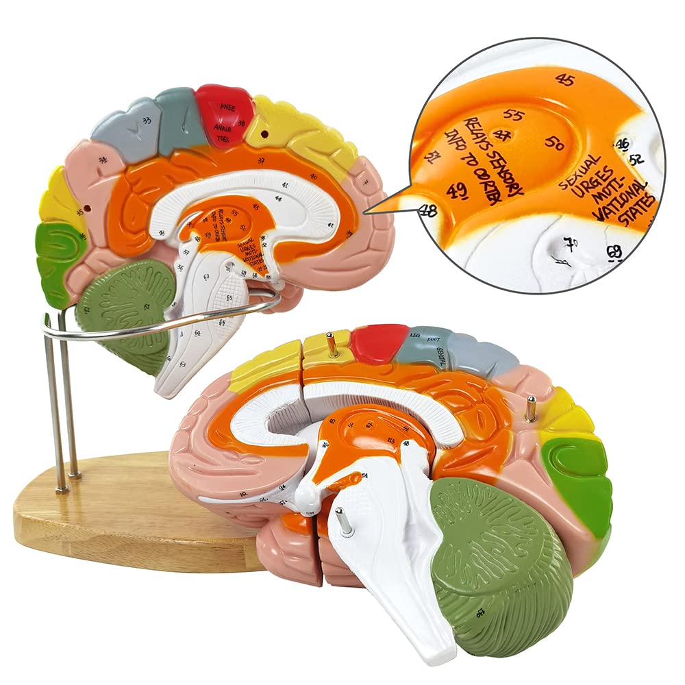 Hadwyn brain model features 130 structures with a key manual for study.