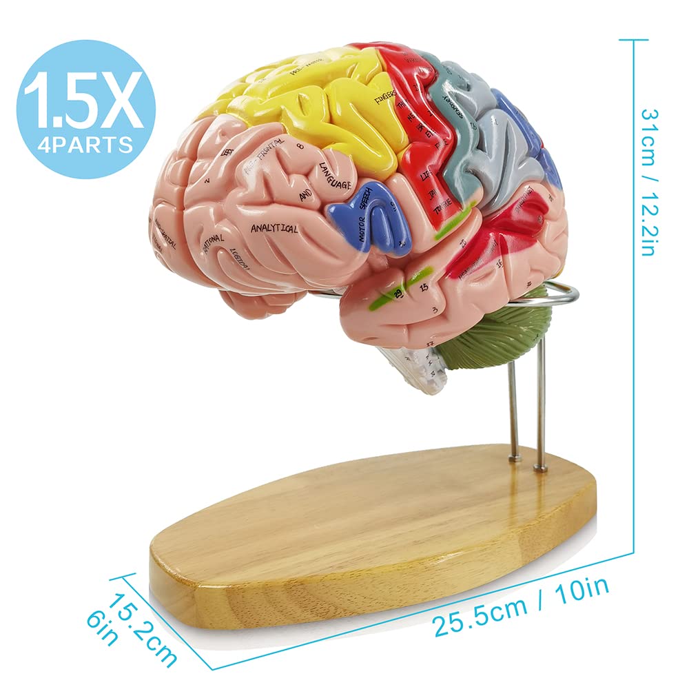 Hadwyn brain model displays 9 colors and hand-painted labels for clear anatomy reference.