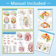 Hadwyn brain model breaks into four parts for easy viewing.