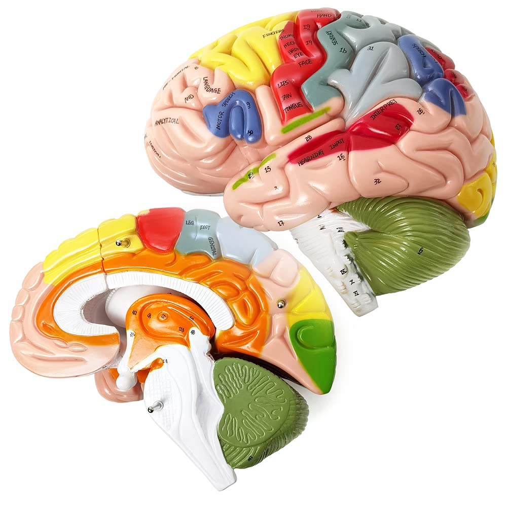 Hadwyn brain model illustrating left vs right brain functions for lessons.