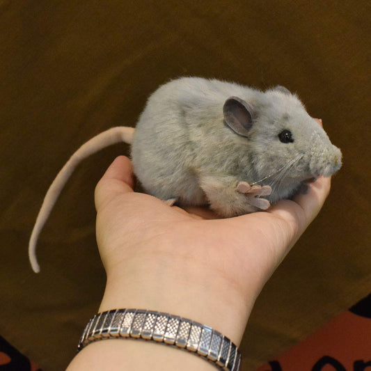Hansa Gray Mouse hand-sewn face detail enhances lifelike charm during playtime.