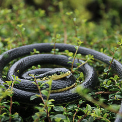 Homdipoo black prank snake toy to entertain guests safely