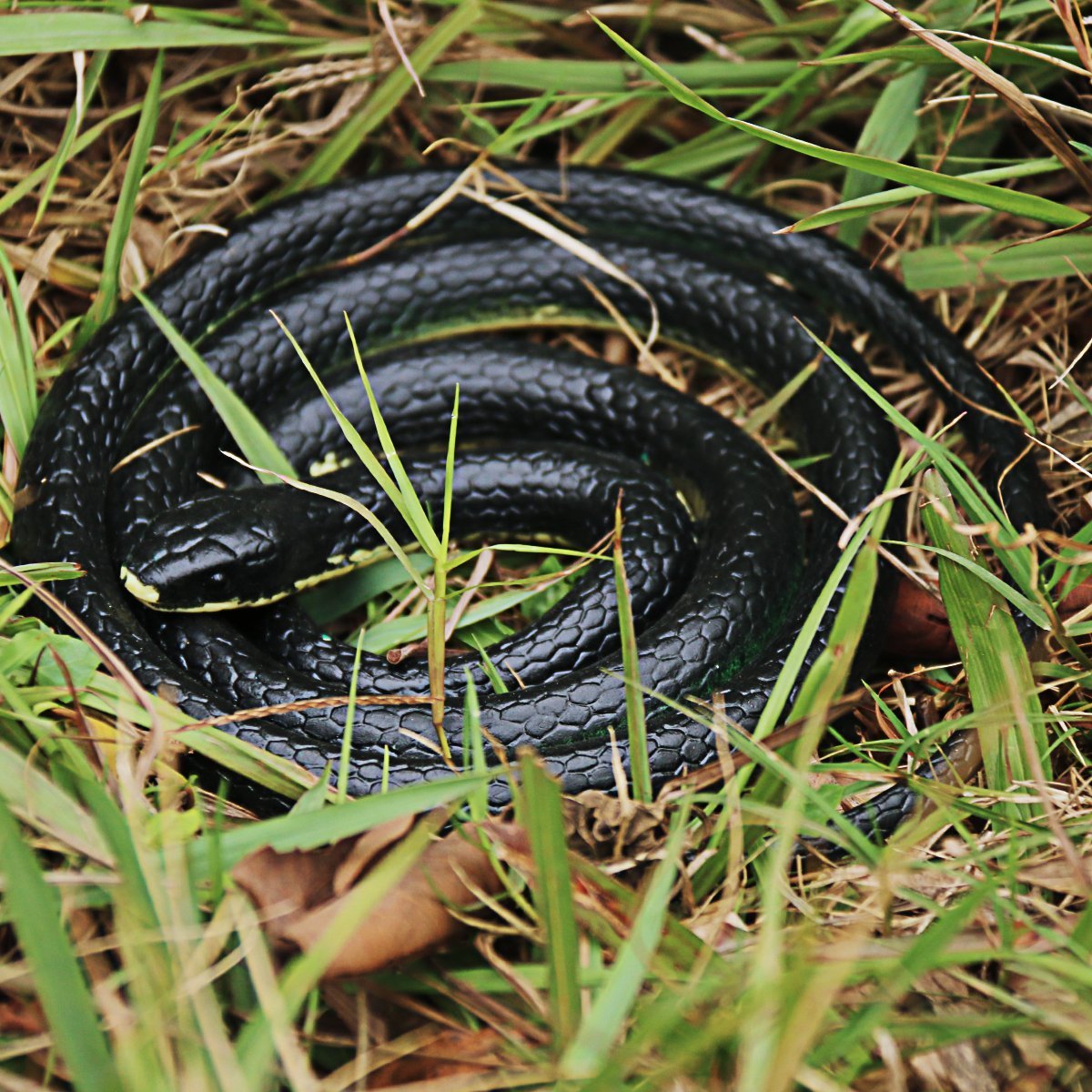 Homdipoo lifelike snake adds playful suspense to parties