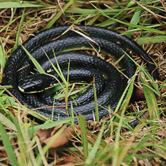 Homdipoo lifelike snake adds playful suspense to parties