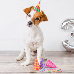 Hooqict party hats complement Christmas and New Year celebrations