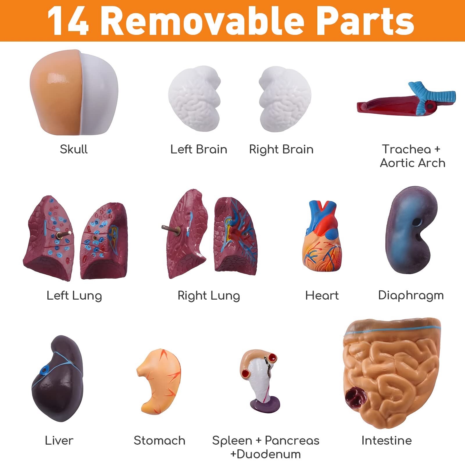 Hotrose brain and heart detachable organs for classroom demonstrations.