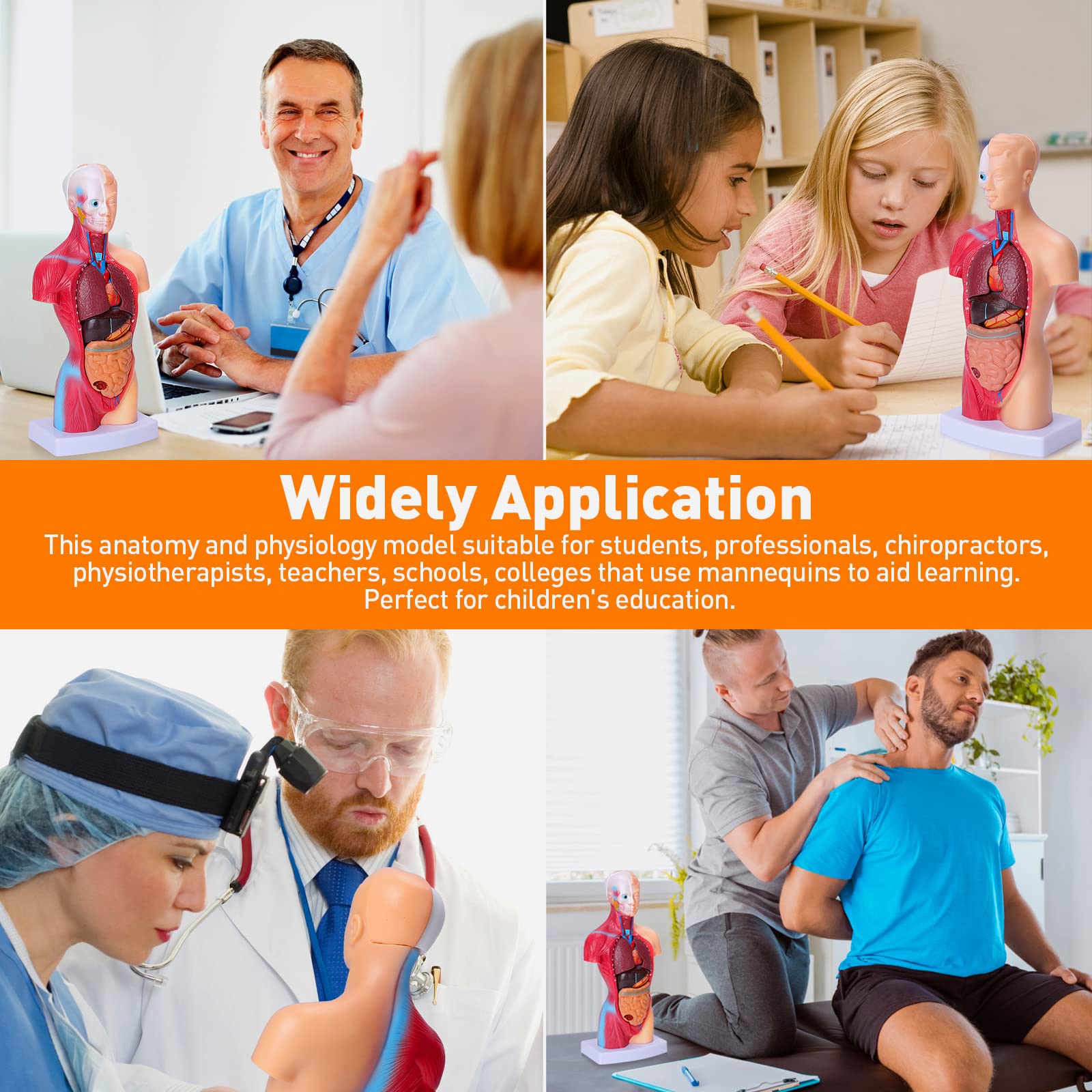 Hotrose portable anatomy model for quick reviews and home study.