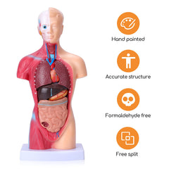 Hotrose skull cap and diaphragm detachable parts support contextual learning.