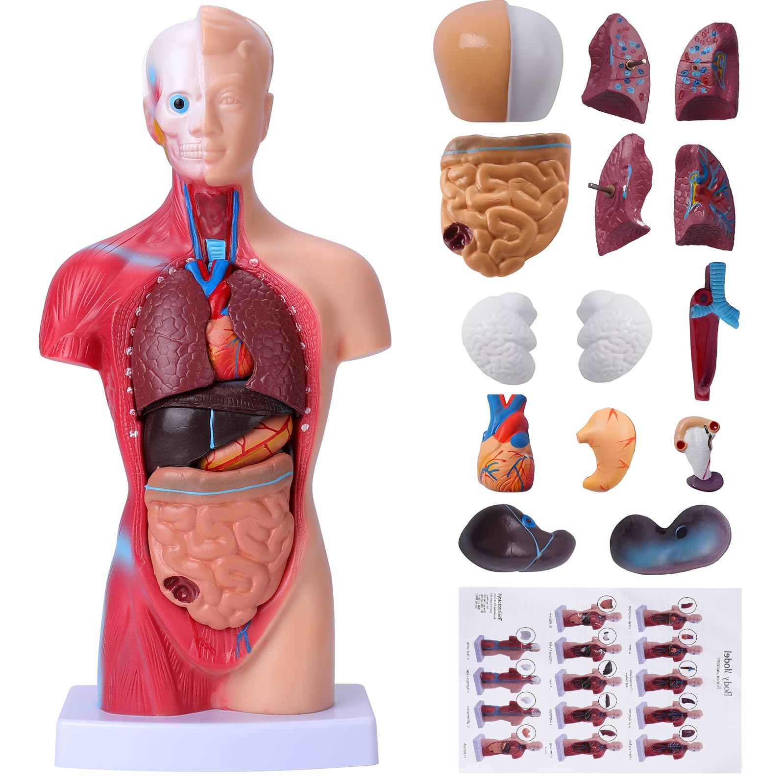 Hotrose 11-inch torso anatomy model with removable organs for hands-on teaching.