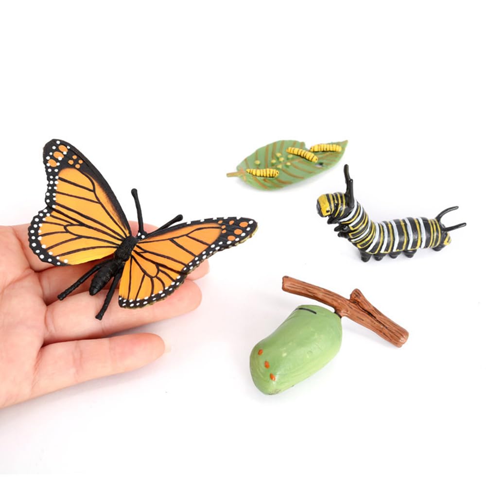 Hvogvok butterfly butterfly model showcases final stage for storytelling and lessons.