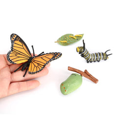 Hvogvok butterfly butterfly model showcases final stage for storytelling and lessons.
