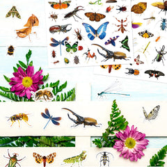 Insect Animals Stickers calendar planner decor ideal for parties and gifts.