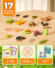 JoyCat frog life cycle figures for scientific curiosity and tactile discovery during lessons.