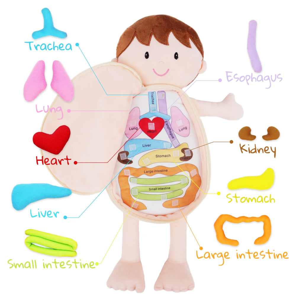 June Garden Little Patient Lucas liver — soft toy for early anatomy familiarity.