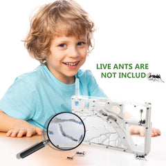 Kahopy Magnifier and tweezers set enables careful observation and handling.