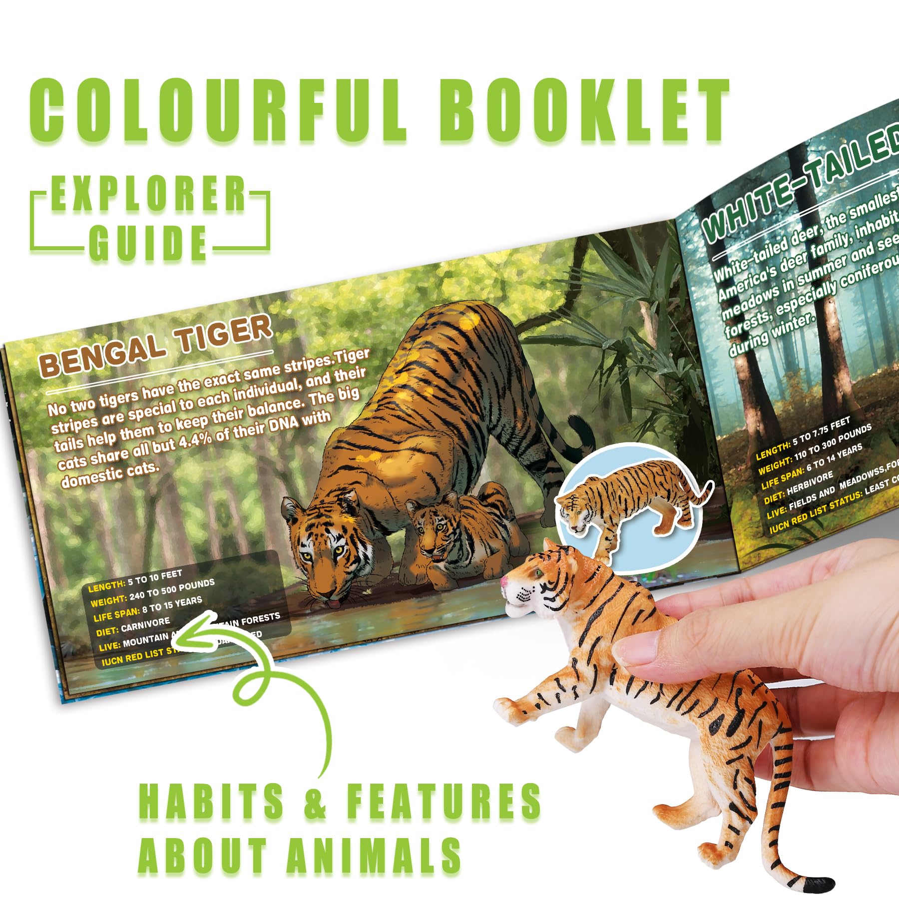 KarberDark educational booklet illustrating wildlife traits and appearances
