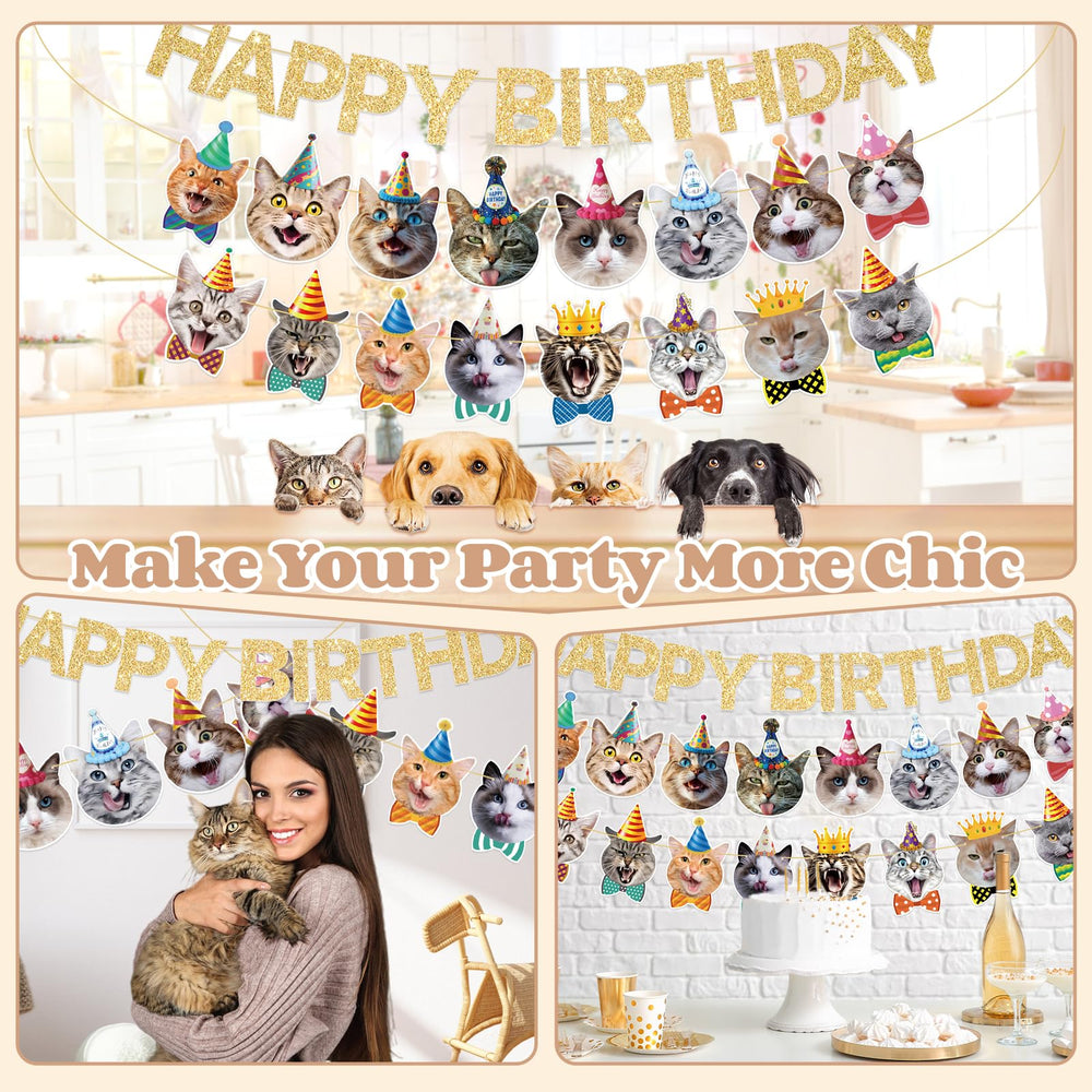 KingZone banner shows vibrant colors for a cat-themed celebration