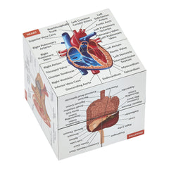 Kits of Medicine eye focus on the anatomy study cube for quick revision.