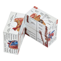 Kits of Medicine heart panel aids tactile study of circulation basics.