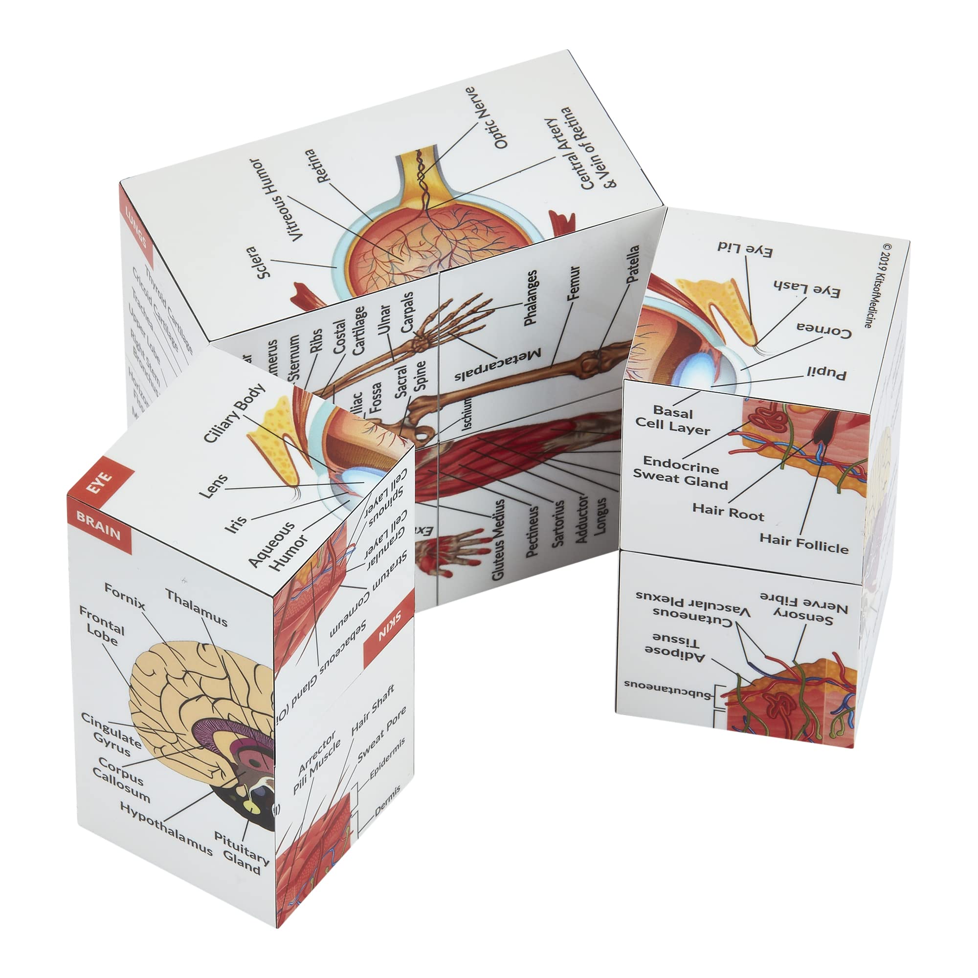Kits of Medicine lungs section facilitates quick respiration anatomy review.
