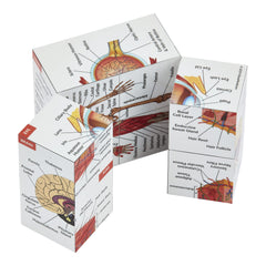 Kits of Medicine lungs section facilitates quick respiration anatomy review.