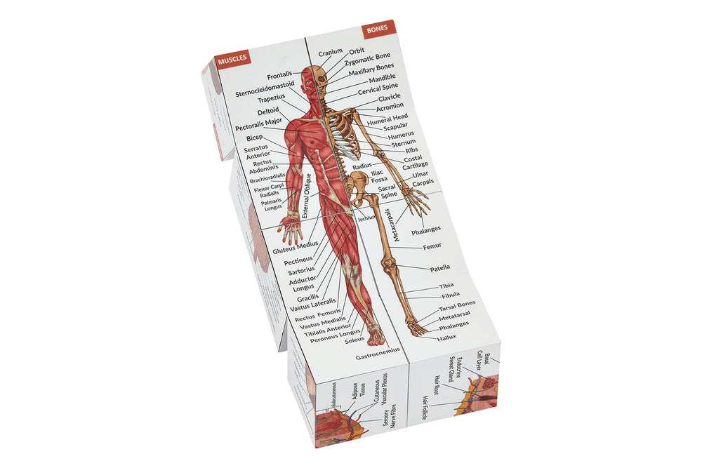 Kits of Medicine skin layer supports surface anatomy exploration.
