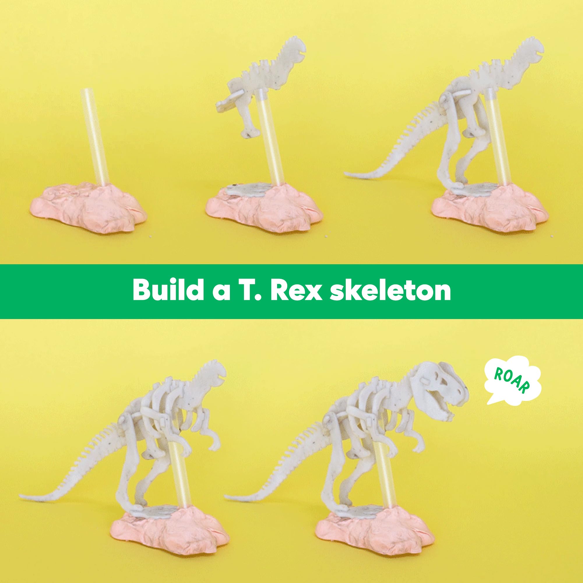 KiwiCo skeleton display from the dig kit ready for shelf