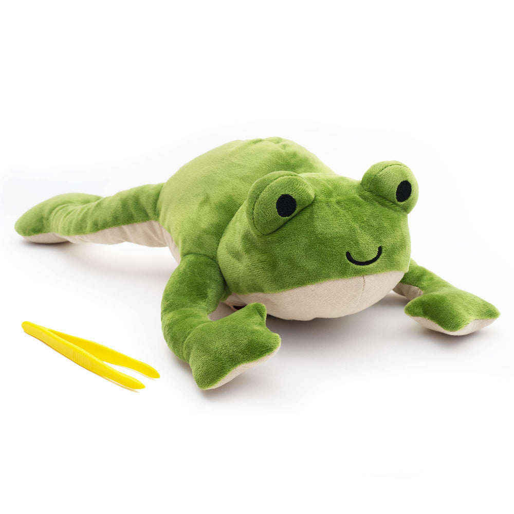 Froggie anatomy and life cycle image inspires amphibian biology curiosity.