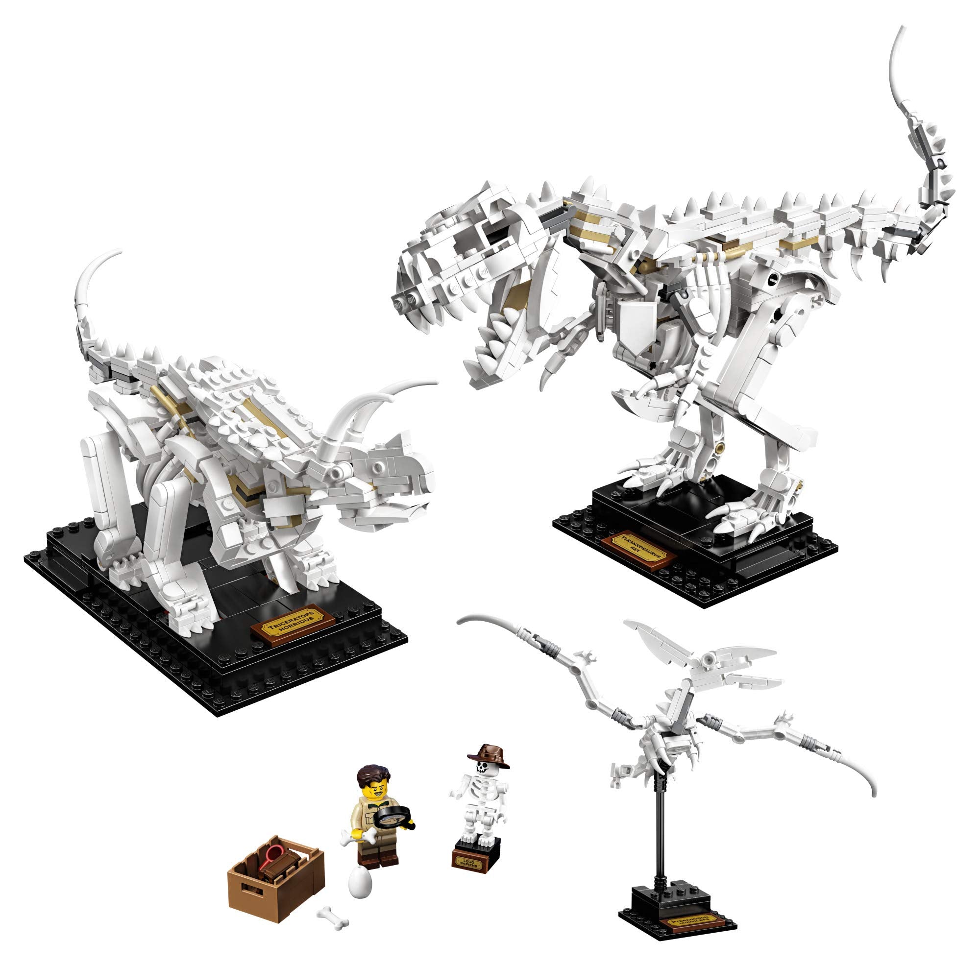LEGO Ideas 21320 Triceratops skeleton on display stand for education and display.