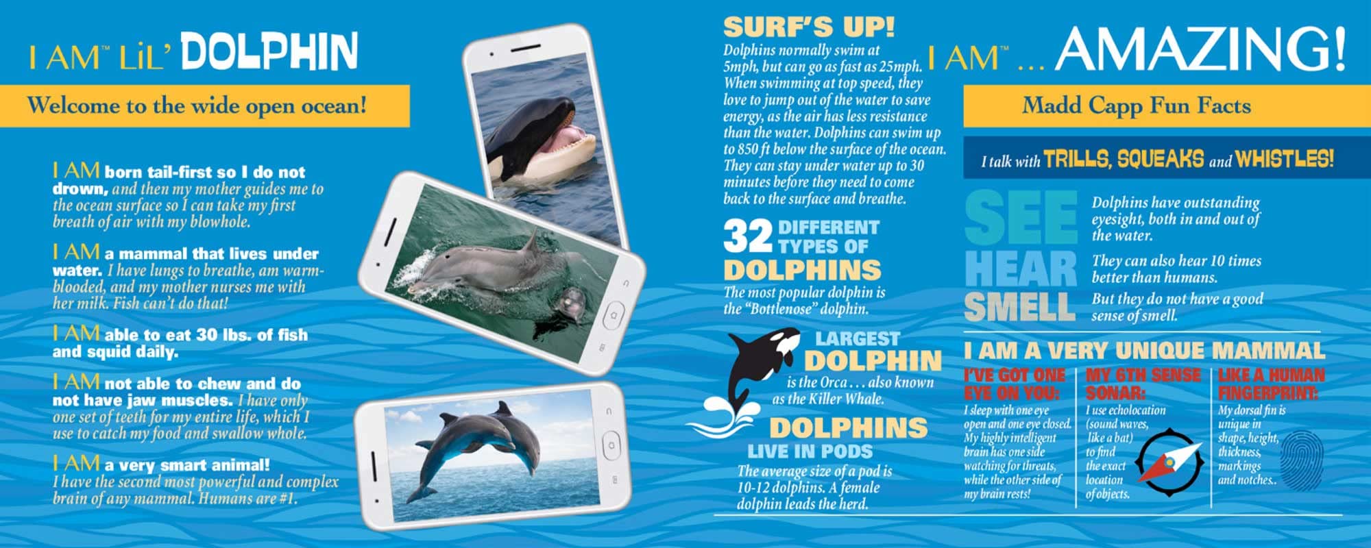 Madd Capp Lil Dolphin puzzle includes educational Fun Facts insert