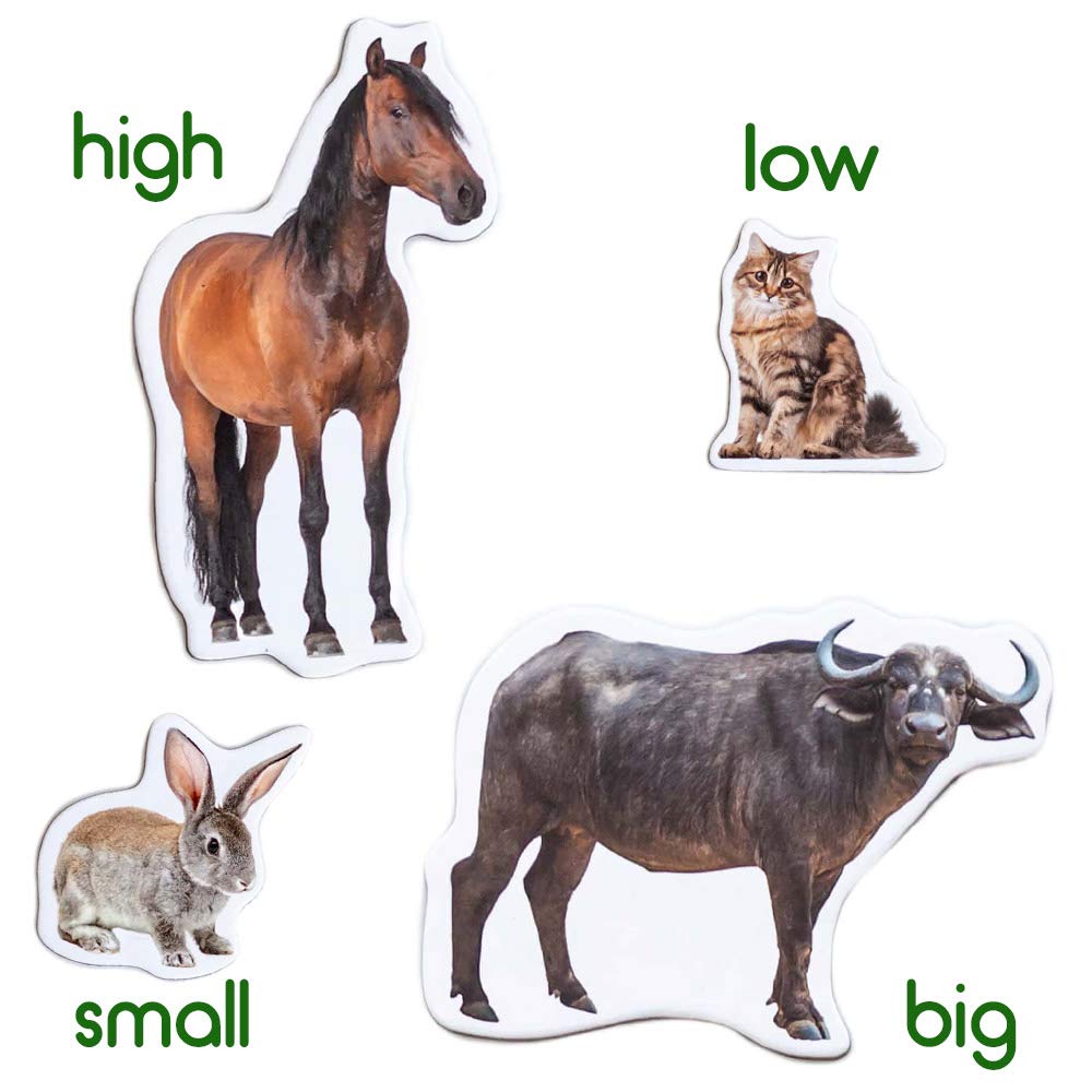 Magdum chicken fridge magnet fosters color naming and sequencing activities