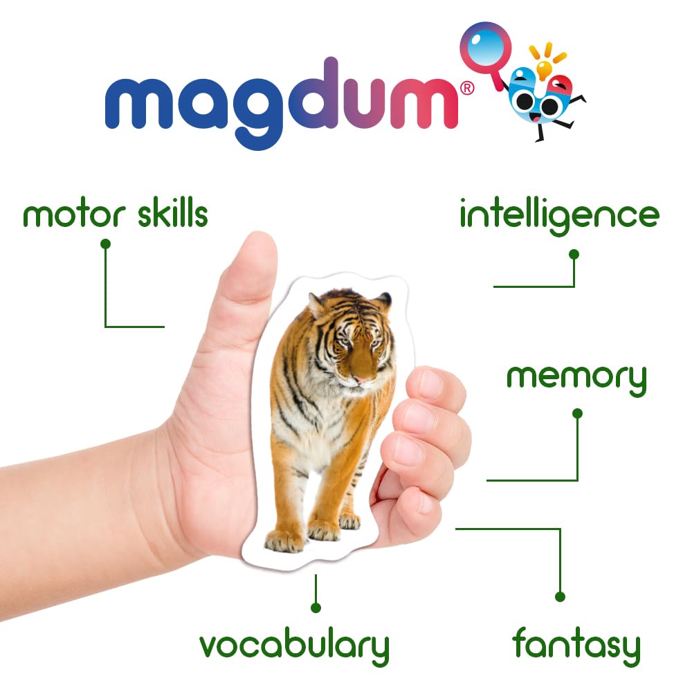 MAGDUM tiger magnet adds dynamic play moments for jungle-themed pretend scenarios.