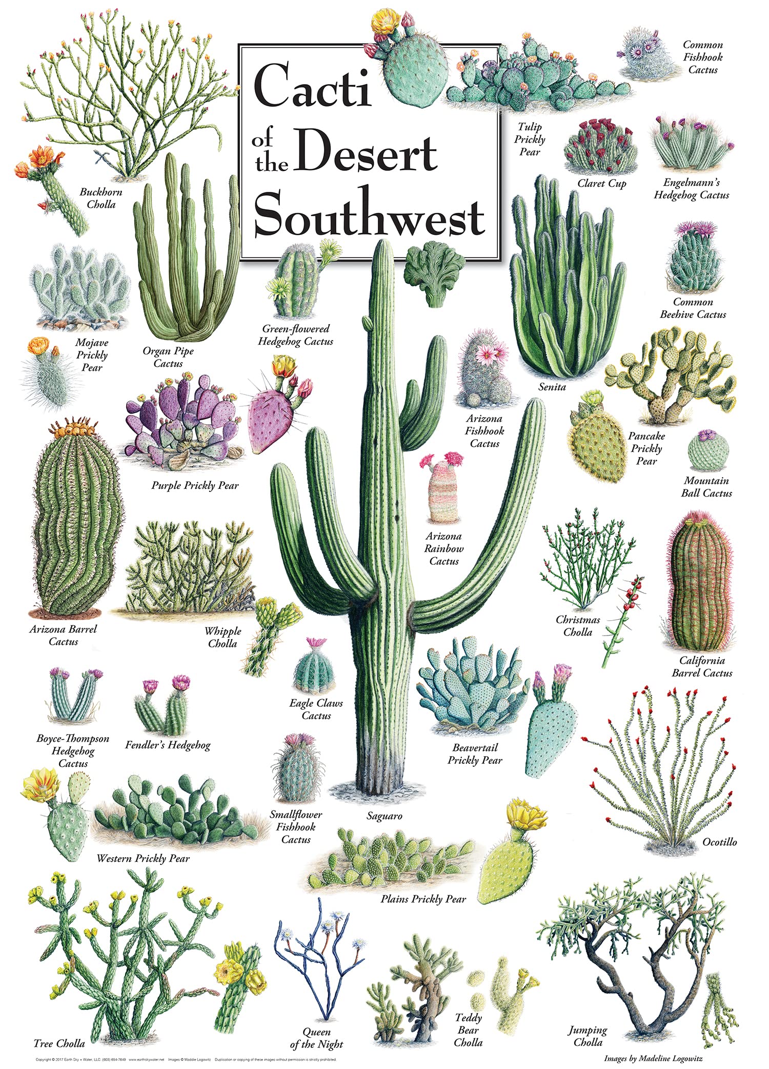 MasterPieces cacti desert southwest puzzle pieces close-up ready for interlocking fun.