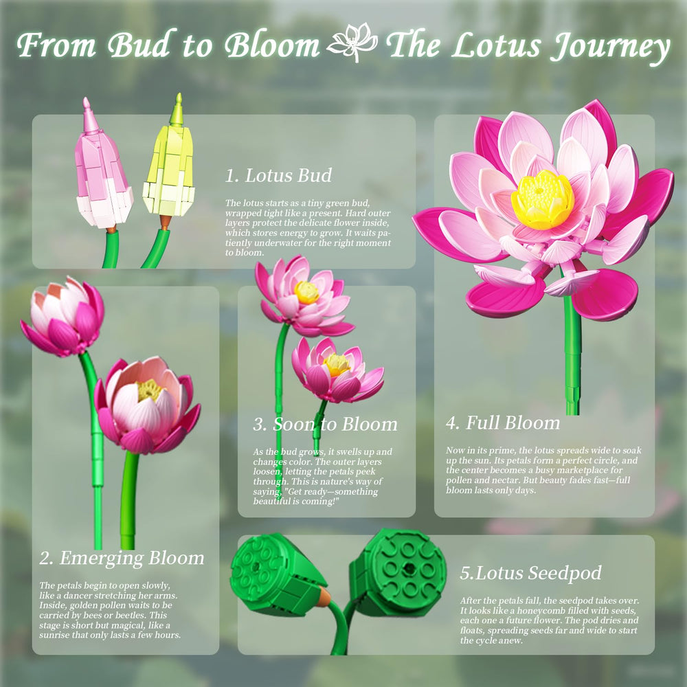 Mavo brix lotus bud close-up highlights tight petals and calm display potential.
