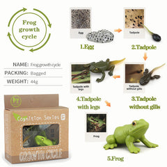 Mbrain ladybug figurines help visualize insect life stages with age-appropriate play