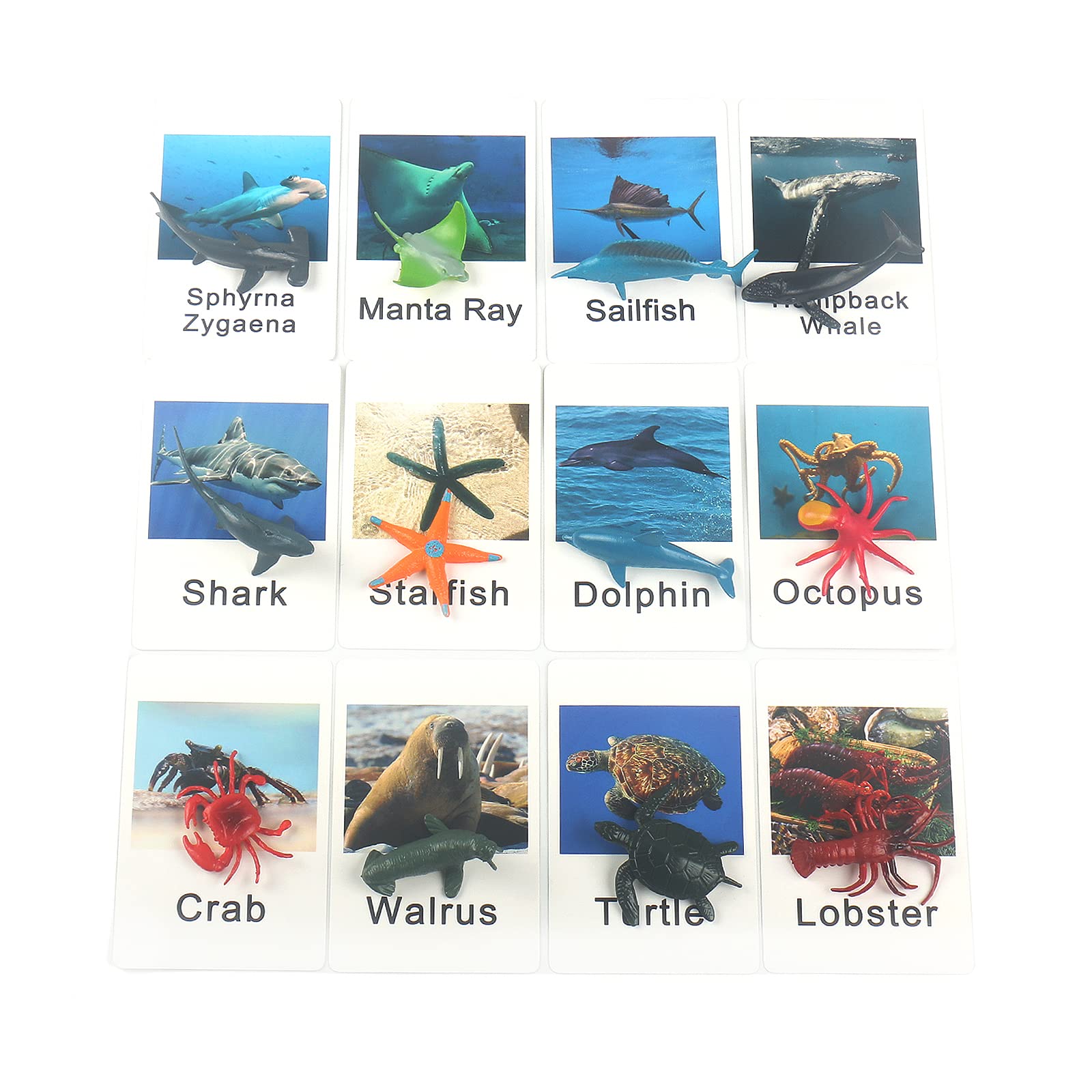 MEROCO Montessori marine crab card promotes quick word recall with bright, friendly illustration.