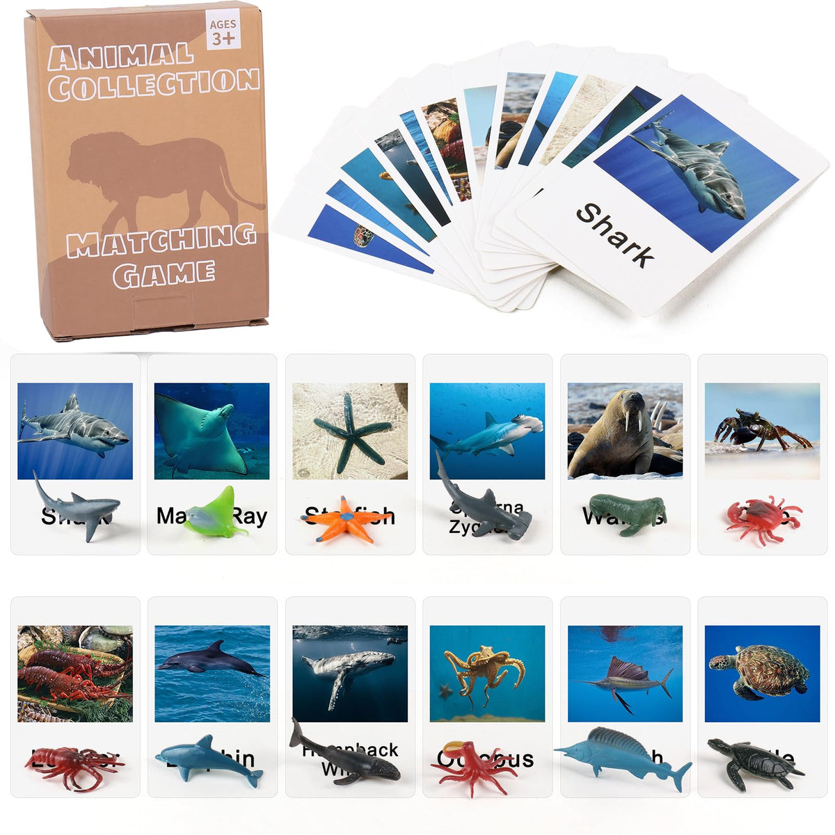 MEROCO Montessori marine dolphin card supports early language learning with vivid, child-friendly illustration.