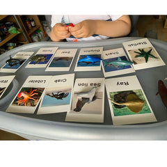 MEROCO Montessori marine octopus card encourages description and categorization through vivid tentacle visuals.