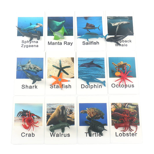 MEROCO Montessori marine seal card helps vocabulary and recognition through clear, realistic photography.