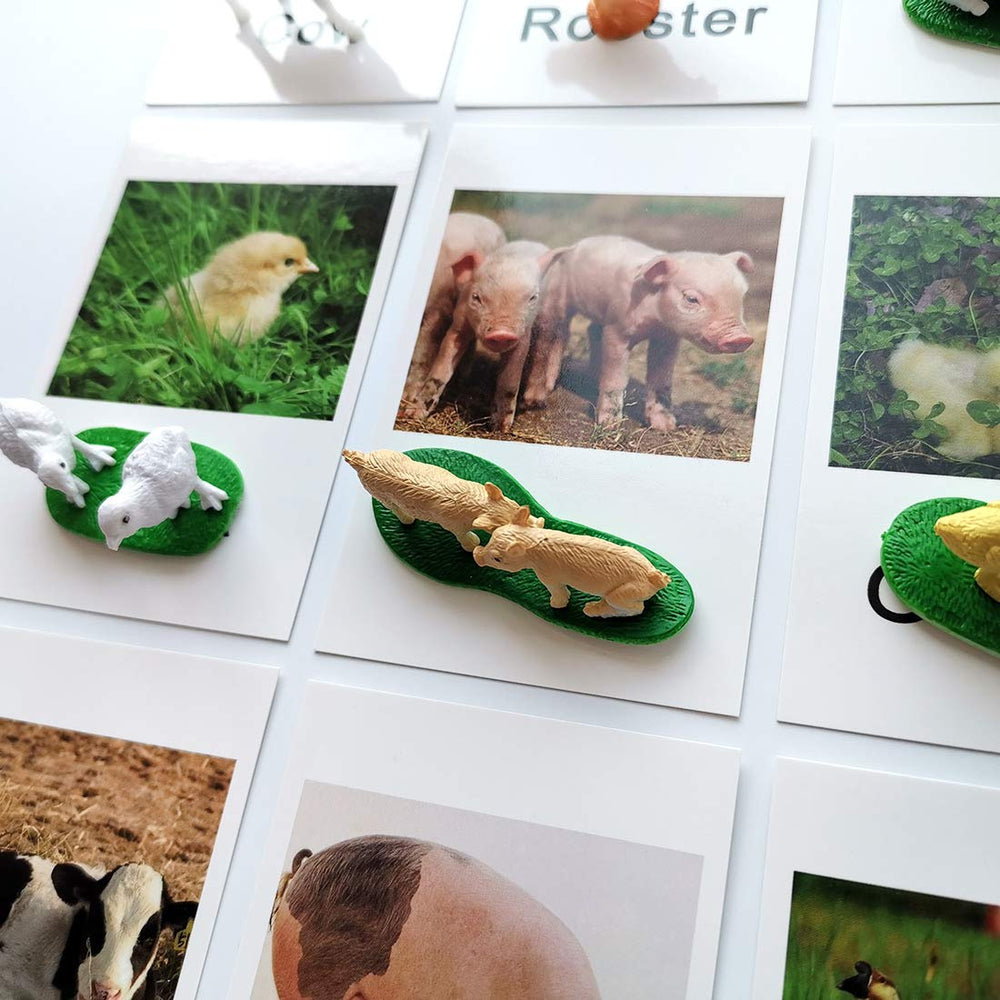 MEROCO cards are protected by a plastic seal for durable classroom use.