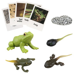 MIKNEKE frog life cycle figures for hands-on learning and storytelling.