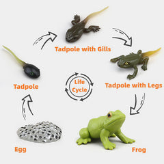 MIKNEKE life cycle cards support early cognitive development through play.