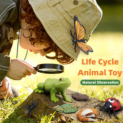 MIKNEKE matching cards pair items to reinforce life-cycle learning.