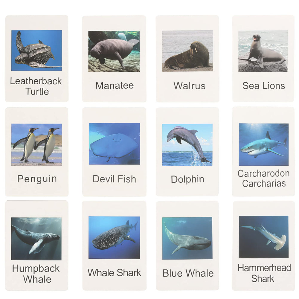 MIKNEKE Montessori learning tools promoting hands-on ocean exploration